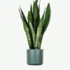 plants-ecommerce-product-featured-img-1 Sansevieria Laurentii