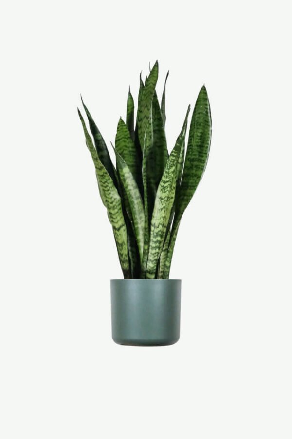 plants-ecommerce-product-featured-img-1 Sansevieria Laurentii