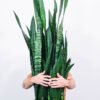 plants-shop-product-gallery-img-14 Sansevieria Laurentii
