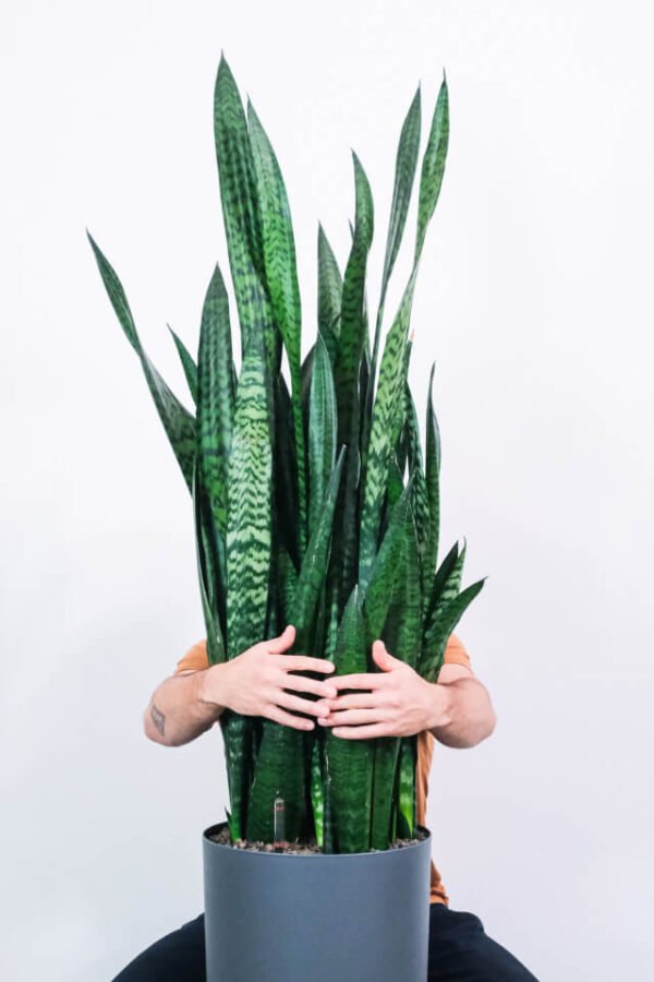 plants-shop-product-gallery-img-14 Sansevieria Laurentii
